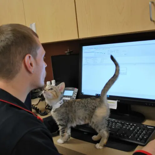 Animal Care Center of Polaris staff member using a computer while a kitten walks across keyboard